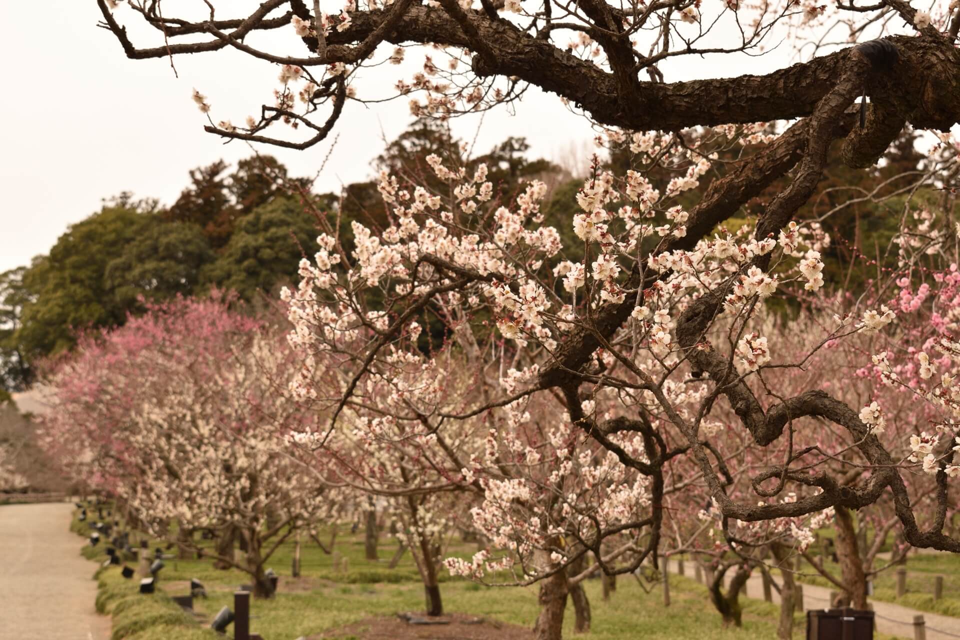 【2022年版】茨城県水戸市で顔合わせランチにおすすめの和食・ホテルレストランまとめ